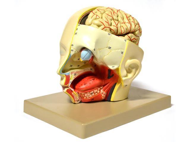 Human Head Brain Model, Removable, 3 Part J24843